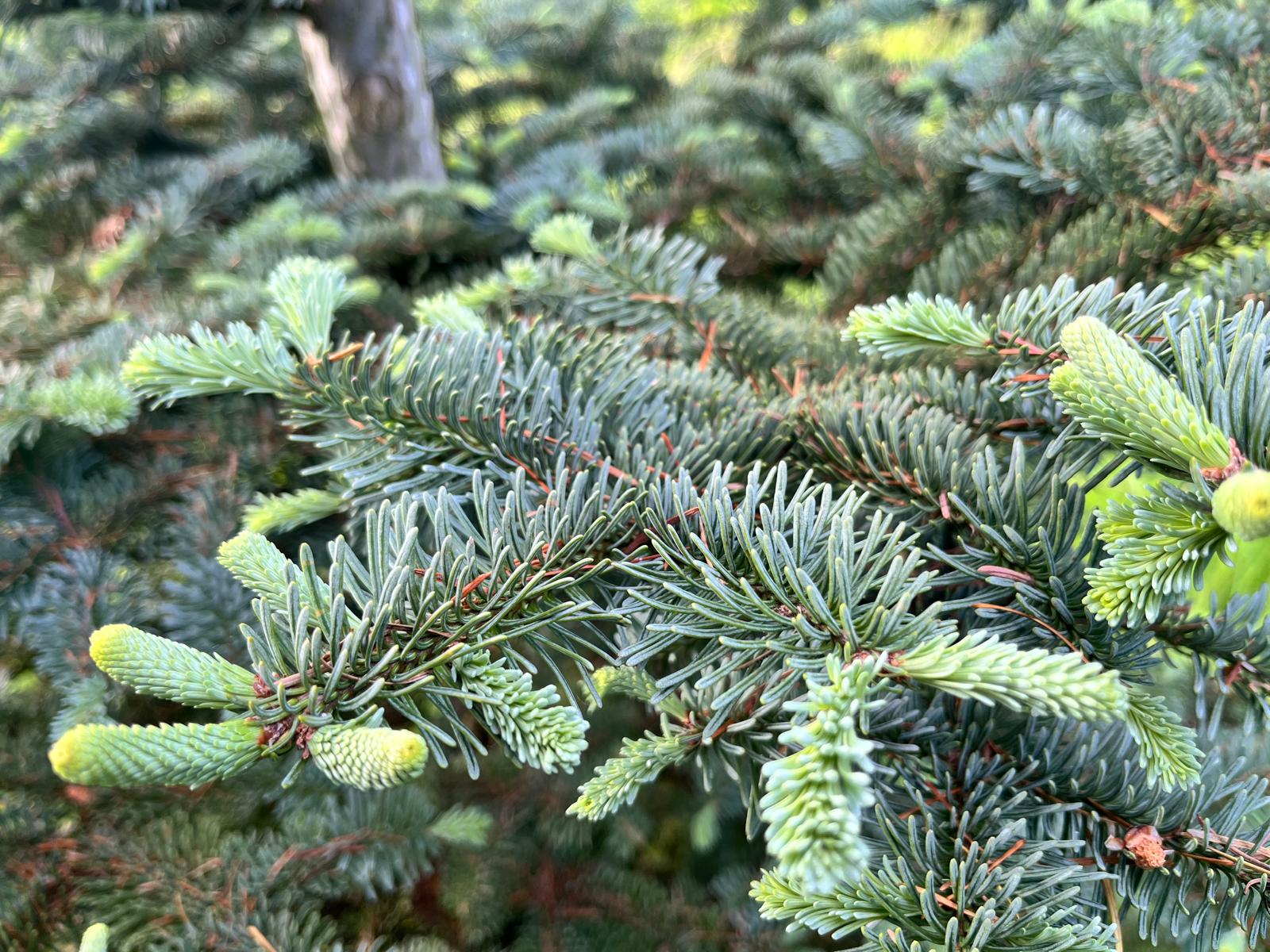 nubilistanne